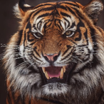 Master_Of_Tiger's Avatar'