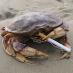 bijikurd77's Avatar'