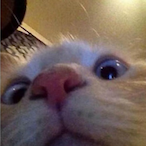 catnipped's Avatar'
