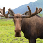 Gormoose's Avatar'