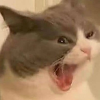 OhSheevyBoi's Avatar'