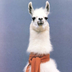 Fancy.Llama's Avatar'