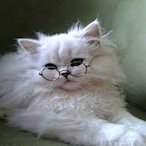 CatKaja's Avatar'