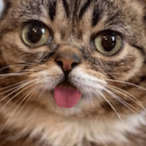 Special_Catto's Avatar