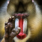 rollr kitten's Avatar'