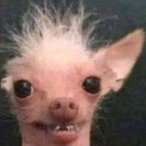 Ernie is Bad's Avatar'