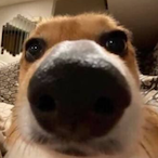 HaleCheeze's Avatar'