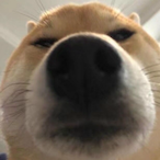 FuriousBeasts's Avatar'
