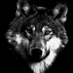 Inferus.'s Avatar'