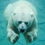 SoftBearrr's Avatar'