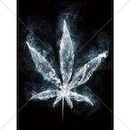 ice_bums's Avatar'