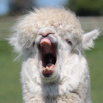 Alpaca___man's Avatar'