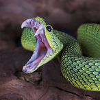 Viper-Z's Avatar'