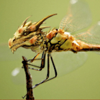 DragonzFilez's Avatar'