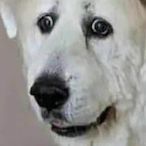 GazelliaMeto's Avatar'