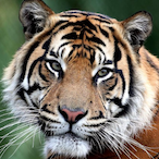 King_of_tyger's Avatar'