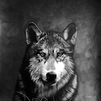 WildRacoon's Avatar'