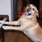 Taco_Villa's Avatar'