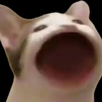 POP-POP-CAT's Avatar'