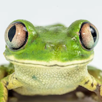 UnexpectedFrog's Avatar'