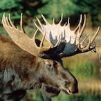 HoldForward's Avatar'