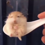 HegyesBanan's Avatar'