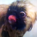 fuzzychicken123's Avatar'