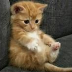 lolybebada's Avatar'