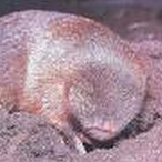 wuestengoldmull's Avatar