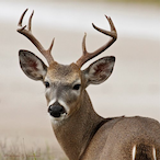 YoungBuck.'s Avatar'