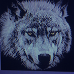 OffWorldLynn_'s Avatar'