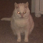 MR_REXY1's Avatar'