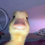 Kamhawyy's Avatar'