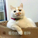 Xthy_shuaitugou's Avatar'