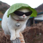 Lettucecat's Avatar'