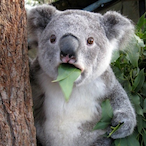 LoloboL.Lum's Avatar'