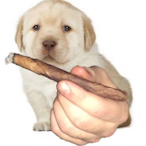 luv for R4's Avatar'