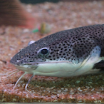 Fishhdude's Avatar'