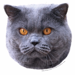 sswatty's Avatar'