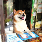 Delivery-Dogo's Avatar'