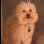 PizzaKalle's Avatar'