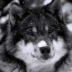 Elia_shd's Avatar'