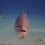 QueuAMarleyyRR's Avatar'