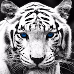 Tyler77x's Avatar'
