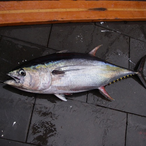 JunkSpeeder1's Avatar'