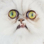 Weerdlookincat's Avatar'