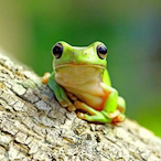 Joe.the.Frog's Avatar'