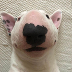 RioT_SeaL_'s Avatar'