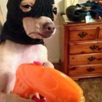 TheKingGaming12's Avatar'