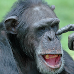 nicerDyzer's Avatar'